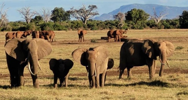 4 DNI SAFARI i 3 parki    TSAVO EAST / TSAVO  WEST / AMBOSEL z okolic Diani / Mombasy ... możliwość również z Nairobi